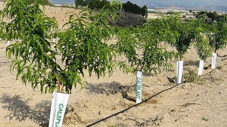 Caliplant-FRUTAL-70-DÍAS-PLANTACIÓN-800x600 - còpia|Caliplant-plantas